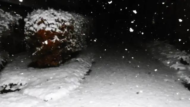 Snow in a dark garden