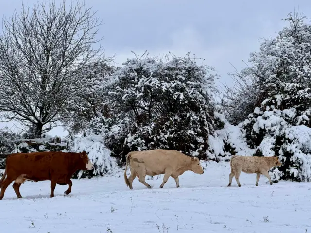 Three cows pictured in the snow