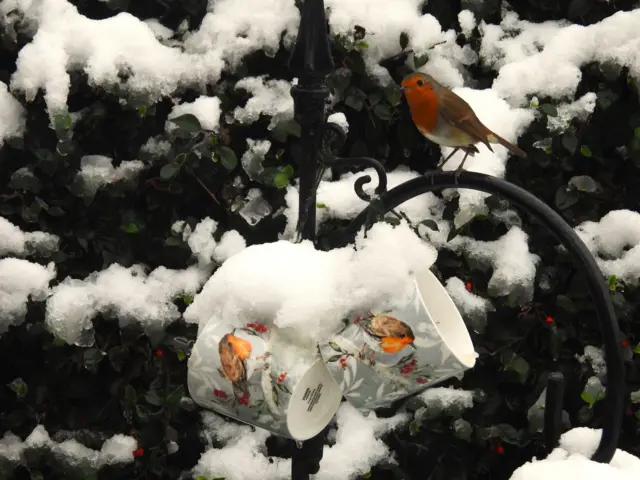 A bird pictured in the snow