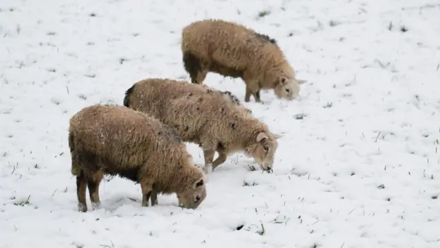 Sheep graze in a snow covered field on a farm in Clayton West, West Yorkshire