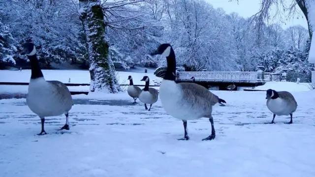 Geese walk across snow covered ground at a park in Buxton, Derbyshire