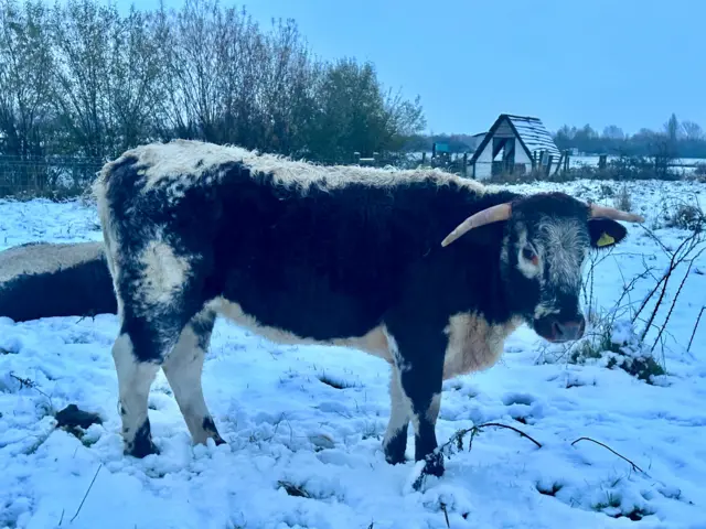 A cow in a snowy field