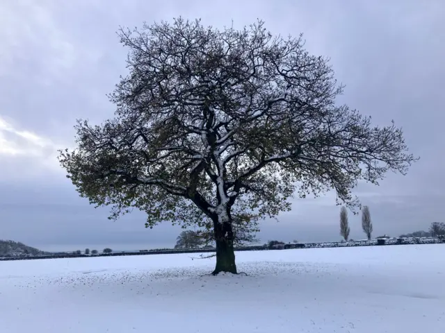 A snowy landscape with a tree in the middle