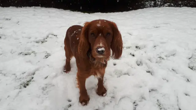 A brown dog standing in the snow