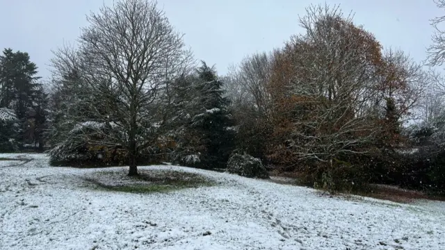 Trees in a snowy landscape with footprints from walkers going around them. Snow covers the grass with some green patches showing through