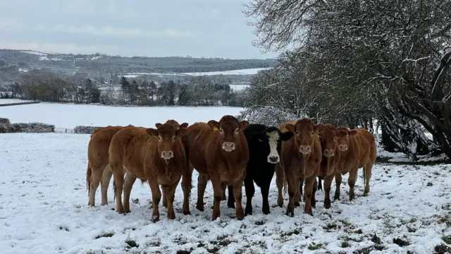 Cows in a snowy field