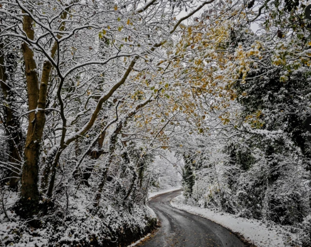 A road with overhanging branches covered in snow in the Gawber area of Barnsley