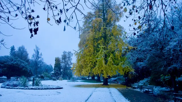 A green, yellow tree standing among others in a park with snow on the ground