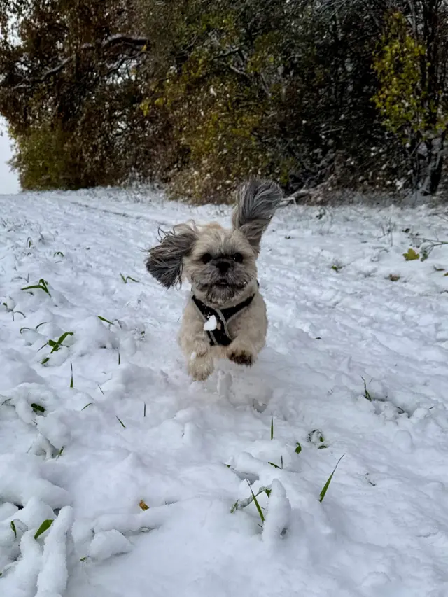 A dog running through snow in Nottinghamshire