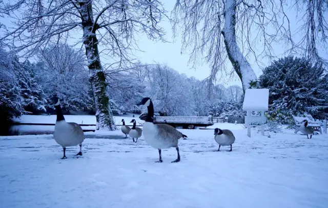 Ducks in the snow in Buxton