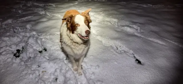 A dog smiles in the snow on a dark morning in Barnsley