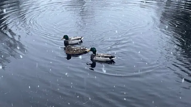 Three ducks swimming in water, with snow falling around them