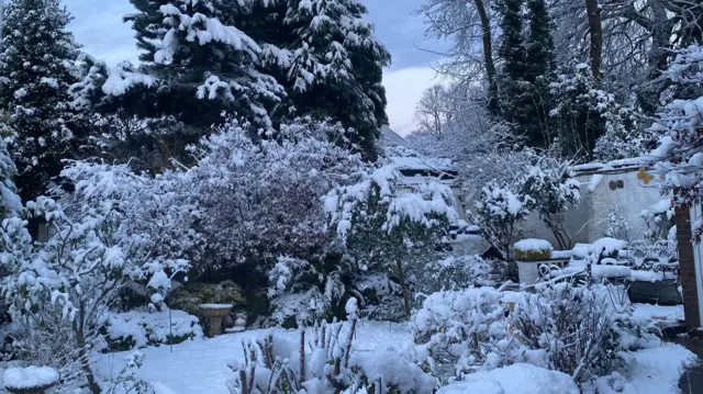 A snow-covered garden with tree and plant branches heavy under the weight of the snow.