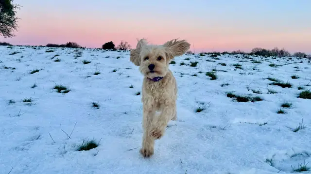 A dog runs through snow with his ears flapping