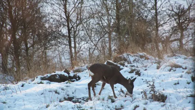 A fawn in the snow