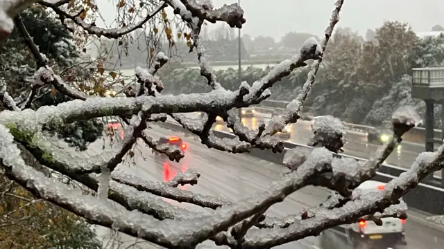 Ice on tree branches