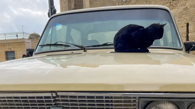 A cat sitting on a car