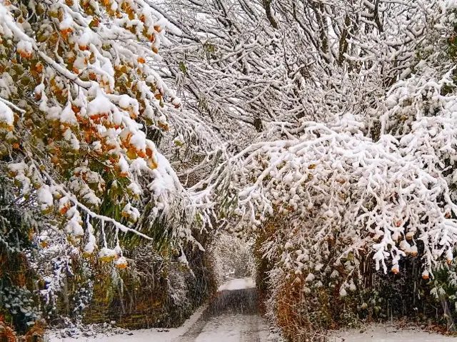 Trees covered in snow with branches and hedges lining a country road