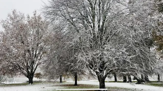 Snow covering trees and the ground in a park