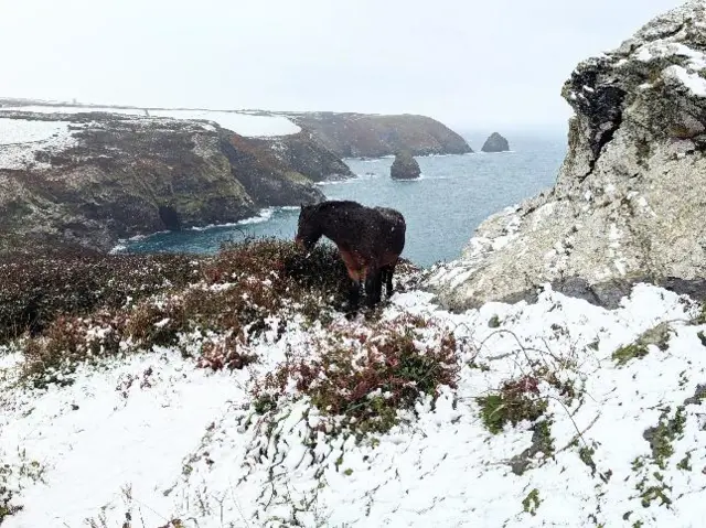 A horse next to a cliff edge with the sea in the background and snow in the foreground