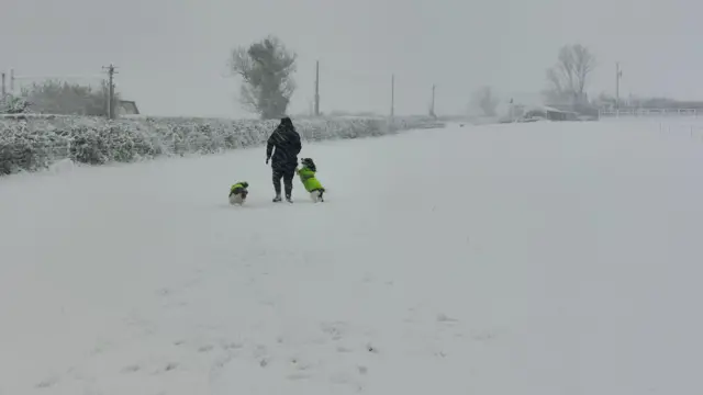 A dog walker walks through a snow covered field. The walked is wearing black and has two dogs wearing his-vis jackets. Bushes around the field are covered in snow.