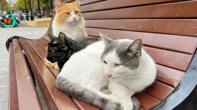 Two cats on a bench in Baku