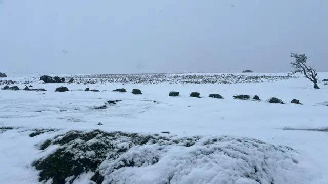 Photo shows a blanket of snow across Dartmoor's moorland with just several tree stumps appearing above the white powder.