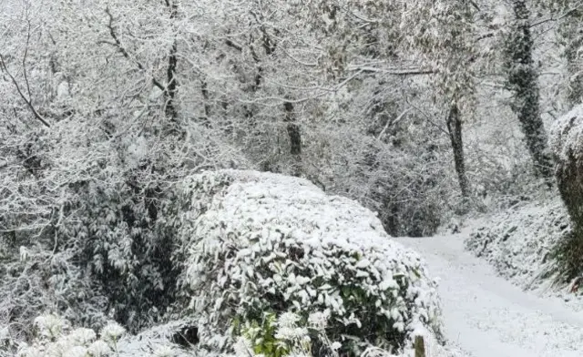 A wintry scene showing snow cover on a country lane and trees