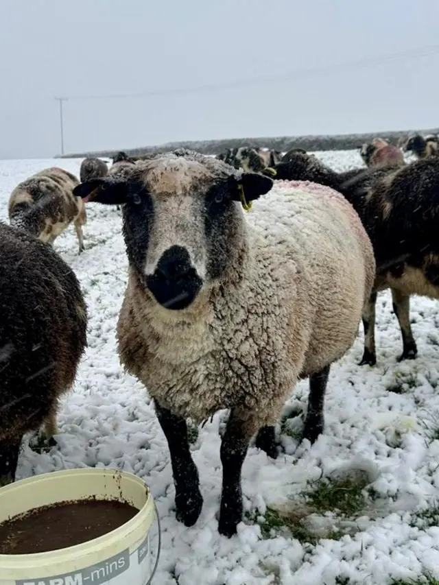 A woolly sheep stood in a snow covered field. The sheep is looking at the camera. It is stood in a field and is surrounded by other livestock.