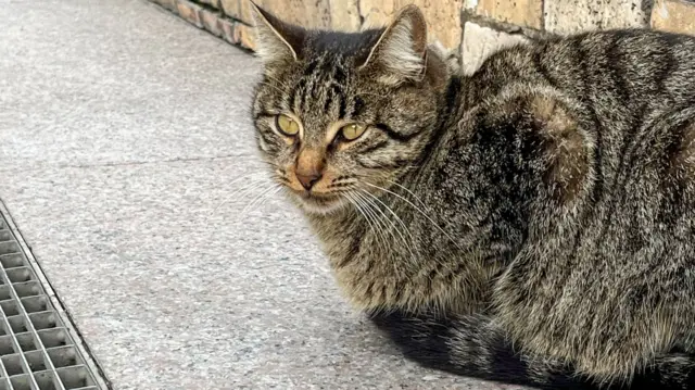 A cat in Baku