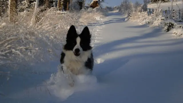 A collie dog runs through deep snow.