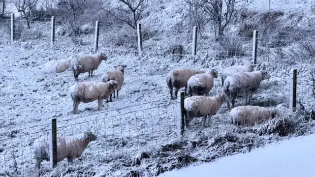 A flock of sheep covered in snow in a snow covered field.