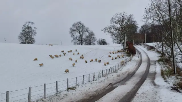 Sheep in a field next to a rural road with tracks through the snow.