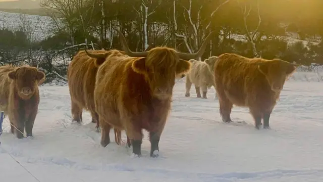 Highland cattle stand in a field covered in snow. There is the glow of early morning light and in the background a copse of trees.