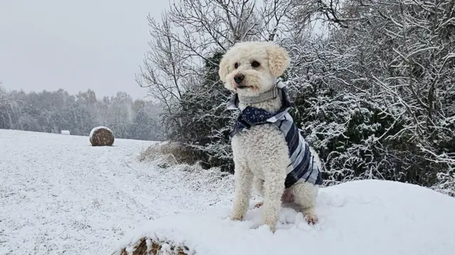 A dog in the snow