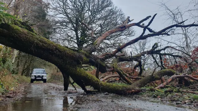 A tree fallen down in a road, a car is in the background trying to drive past