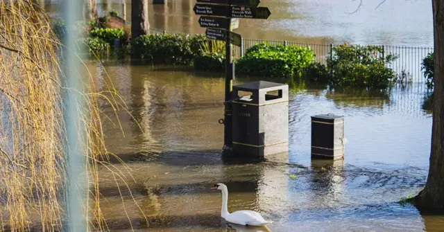 A swan can be seen on water which has burst the banks of the river and is covering a footpath. The swan is swimming past bins and a fingerpost.