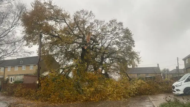 Part of a tree has fallen down on a residential street in Martock