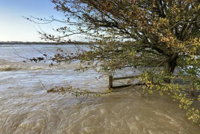 Flooding across fields in Ilchester, near Yeovil. A large tree is in the right hand corner with water up to its branches.