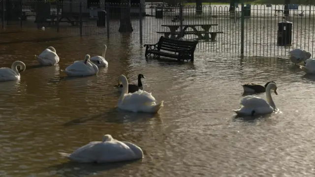 Swans and two ducks swim past a park bench where a pathway usually would be