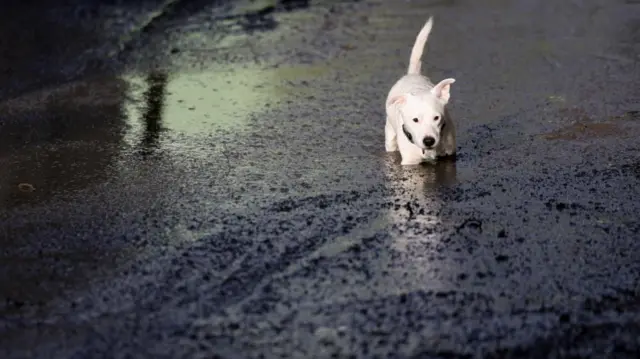 A dog moves through mud at the site of a mudslide, in the aftermath of Storm Bert, in Cwmtillery, South Wales