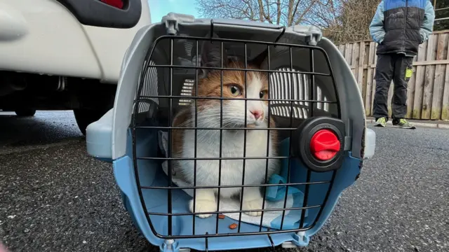 Pippin the cat is shown in his blue carrier on the pavement outside the Honeyfield home.