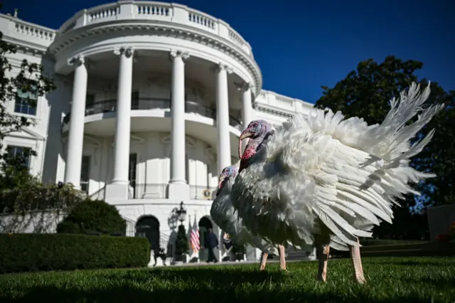 Turkeys in front of the White House