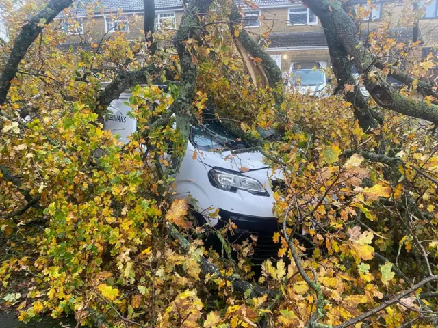 A tree laid across the bonnet of a white van