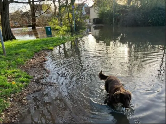 A dark brown spaniel wading through floodwater in Rectory Road, Frampton Cotterell