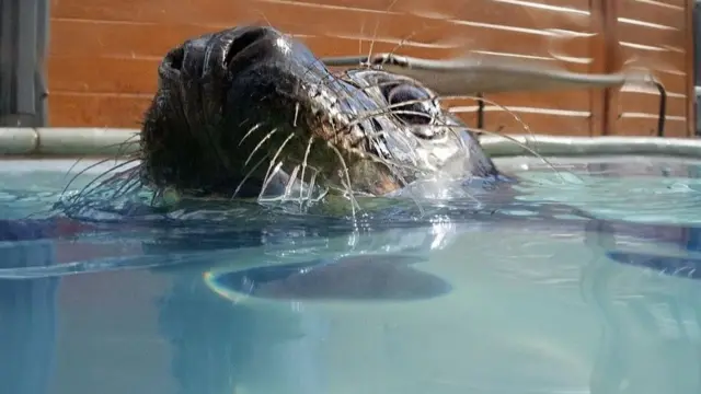 A seal poking its head out of the water, with the body of the seal visible under the water