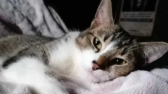 Brown and white cat lay down on a blanket, looking at the camera