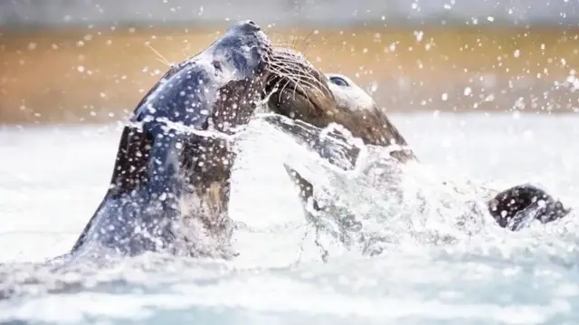 Two seals in water, faces touching as they jump out of water with splashing around