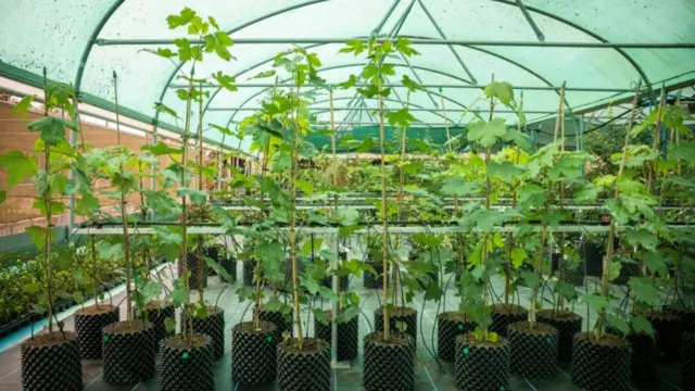 About 20 saplings inside a greenhouse, all about a few metres high with large green leaves