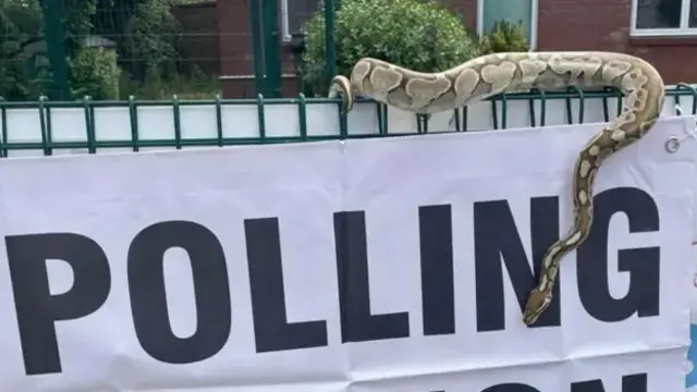 A snake well over a metre long slithering on a 'polling station' sign